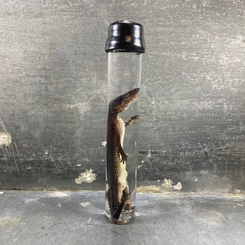 Spécimen humide de gecko - -,