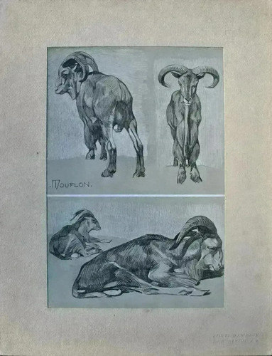 Mathurin meheut le mouflon - meheut,