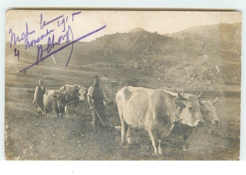 Attelage boeufs labourage - de,