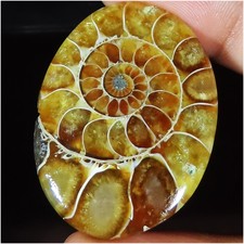70.40 Cts Naturel Ammonite