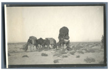 Algérie, Caravane de