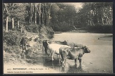 CPA Rotheneuf, L´Étang du Lapin avec des vaches au bord de l´eau 