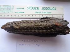 trilobites fossiles Neseuretus