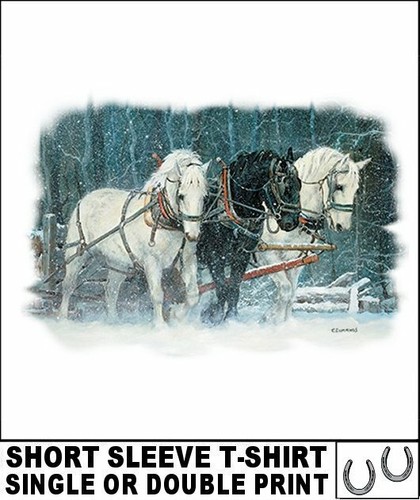 Beautiful draft shire or - draft,