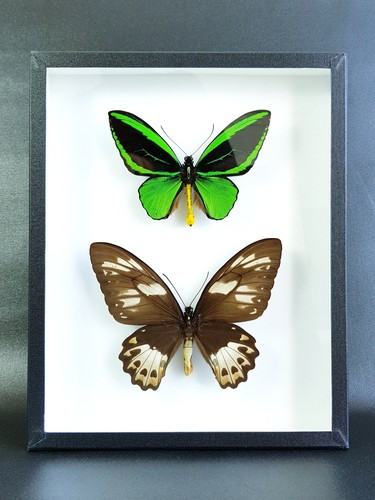 Couple ornithoptera priamus - couple, d'ornithoptera