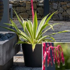 Beschorneria Yuccoides ´Desert Glow’. Variegata.panaché.