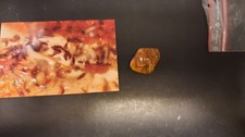 Collections  Ambre copal  avec