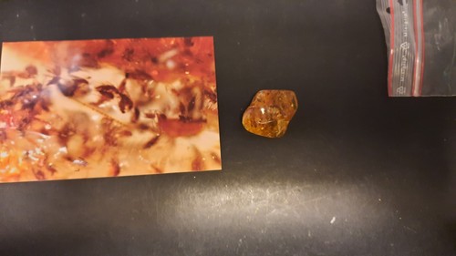 Collections ambre copal avec - collections,