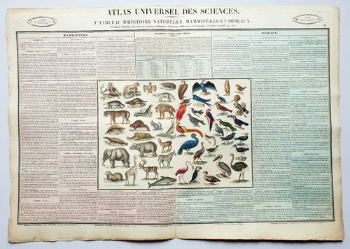 Mammifères oiseaux rare - mammifères,