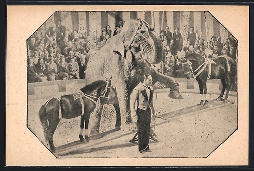 Carte postale éléphant - , et