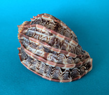 Harpa Cabriti 86,9 mm Gem