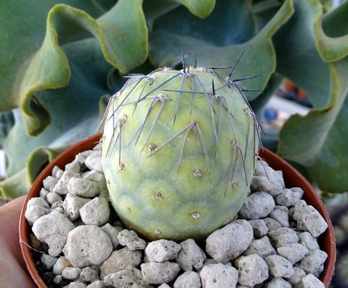 Tephrocactus geometricus - tephrocactus,