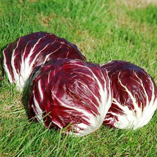 Radicchio palla rossa - palla,