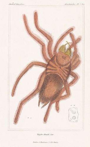 Mygale blondii araignées - blondii,