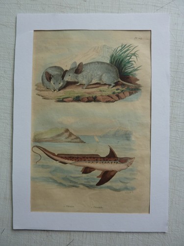 Gravure couleurs xixe - gravure,