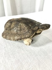 Cabinet de curiosité Tortue