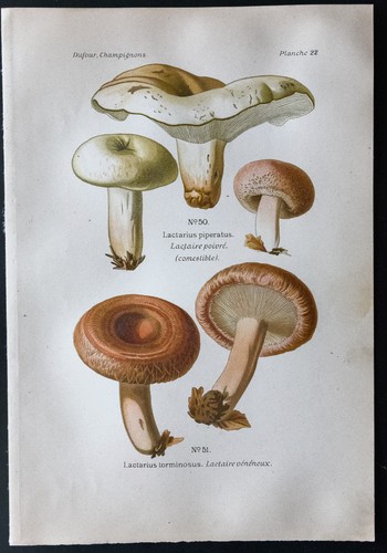 1891 planche couleur - 1891,