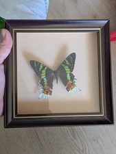 Cabinet De Curiosité - Papillons Naturalisés - Urania ripheus Madagascar 