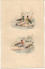 GRAVURE 19ème coloriée main. Canard, le siffleur, canard huppé, le chipeau