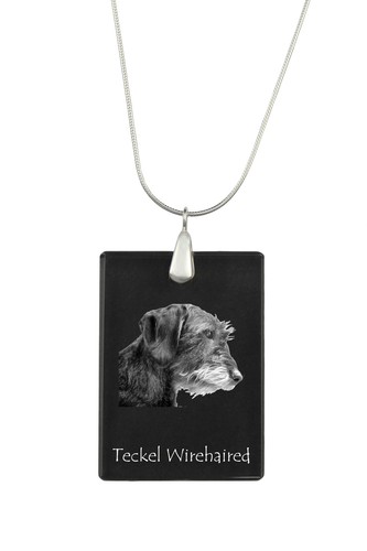 Teckel poil dur collier - poil,