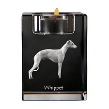 Whippet, Petit Chien Anglais -