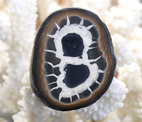 Septaria grammes jerada - septaria, 47