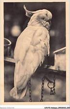 AJKP2-0123 - ANIMAUX - UN CACATOES BLANC A HUPPE JAUNE