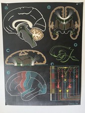 Affiche Vintage scolaire planche pédagogique P.SOUGY Le Cerveau 1949