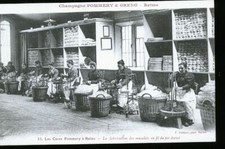 REIMS TRAVAIL DE LA VIGNE