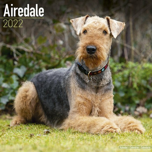 Calendrier 2022 airedale - calendrier,
