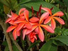 Frangipanier orange parfum - frangipanier,