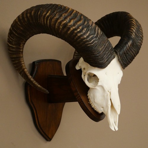 Mouflon ovis gmelini musimon - gmelini,