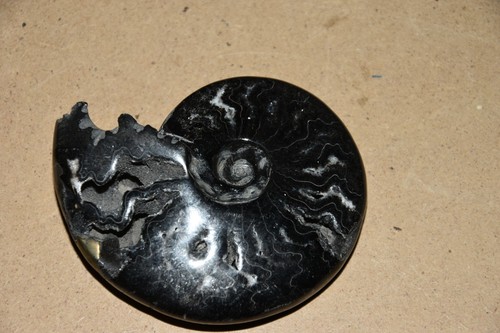 Rare ammonite aioloceras - ammonite,
