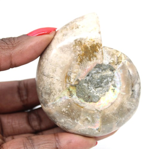 Petit fossile ammonite - petit,