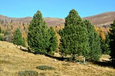 5 Graines de Pin des Alpes, Pinus cembra, Arolle, Pin cembro