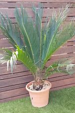 CYCAS "Revoluta" plant de 70