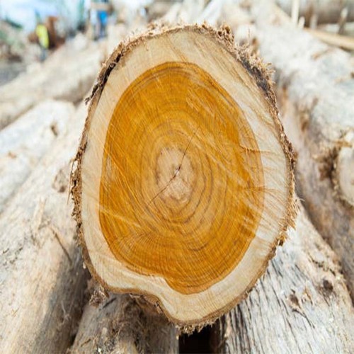 Golden teak tree seedss - 50+,