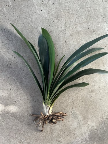 Clivia miniata bush lily - 1,