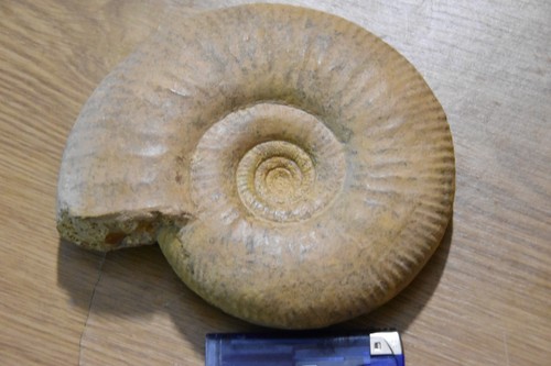 Grande ammonite bigotites - ammonite,