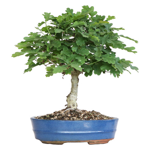 Kentis bonsaï quercus - bonsaï,