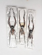 Lot araignées nephila - x3,