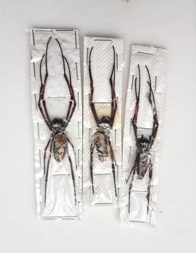 Lot araignées nephila - araignées,