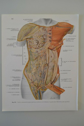 Planche anatomie humaine - planche, d'anatomie