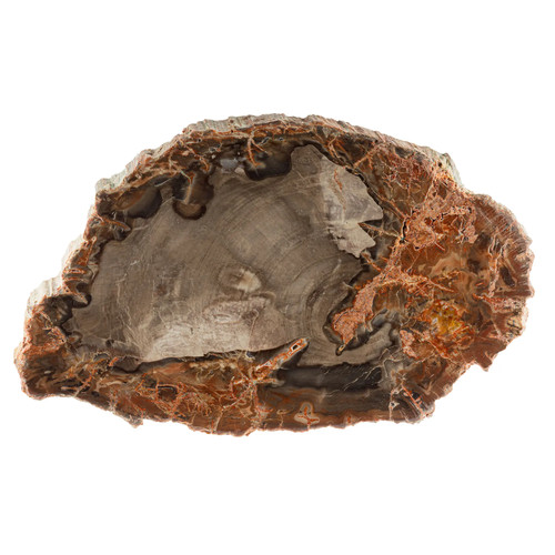 Bois fossile tranche polie - tranche,