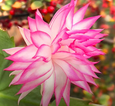 Schlumbergera rare AN-040. Une