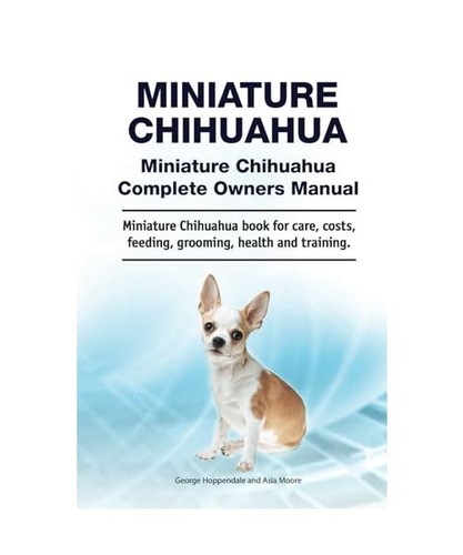 Miniature chihuahua - miniature, chihuahua.