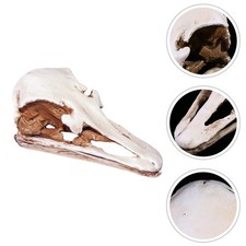 1pc réaliste du crâne animal