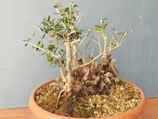Bonsaï olivier 30 x 26 cm en