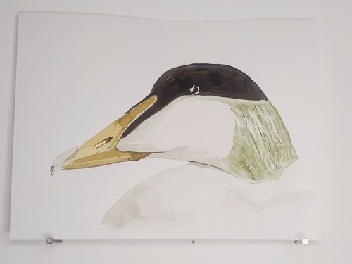 Eider duvet aquarelle - à,