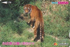 Carte JAPON - ANIMAL Félin TIGRE du BENGALE - TIGER JAPAN Kansai Nankai card